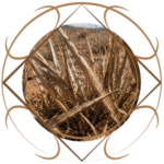 chann-thrav_flora_gras