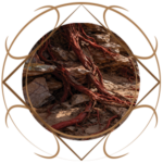 chann-thrav_flora_redroots